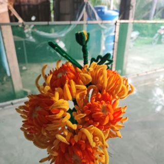 Hoa cúc mẫu đơn (cúc đại đoá)