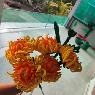 Hoa cúc mẫu đơn (cúc đại đoá)