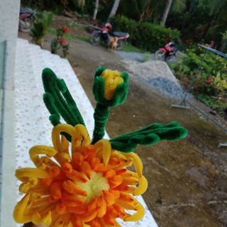 Hoa cúc mẫu đơn (cúc đại đoá)