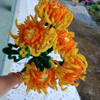 Hoa cúc mẫu đơn (cúc đại đoá)