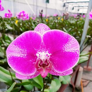 Các mẫu lan tại vườn