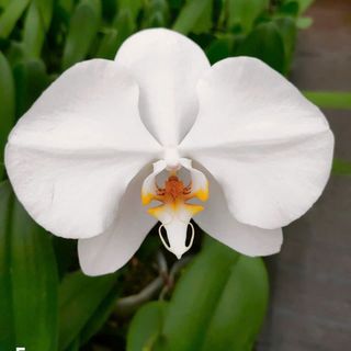 Các mẫu lan tại vườn