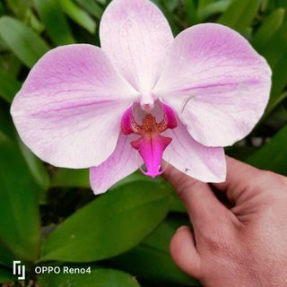 Các mẫu lan tại vườn