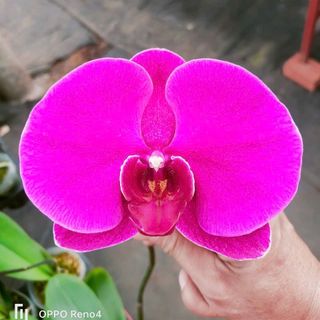 Các mẫu lan tại vườn