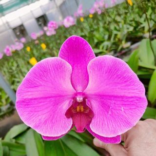 Các mẫu lan tại vườn