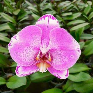 Các mẫu lan tại vườn