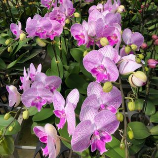 Hoa lan (giá xê dịch theo từng thời điểm)