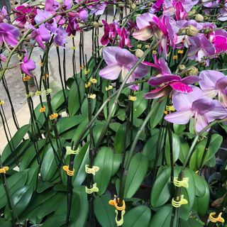 Hoa lan (giá xê dịch theo từng thời điểm)