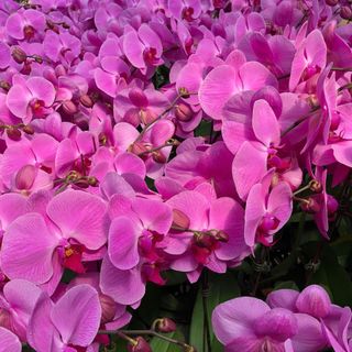 Hoa lan (giá xê dịch theo từng thời điểm)