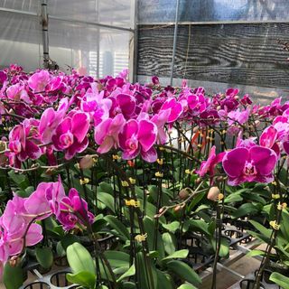 Hoa lan (giá xê dịch theo từng thời điểm)