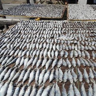 Cá trích khô- nguyên con, thịt dày, ít xương, ngon rẻ, đặc sản Phú Yên - 1KG