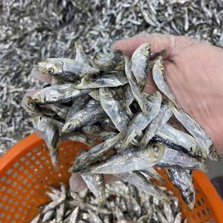 Khô Cá Trích vị nhạt - 1KG - giòn, thơm, Chất Lượng Cao Cấp Xuất Khẩu, Dễ Chế Biến Thành Nhiều Món Ăn Ngon
