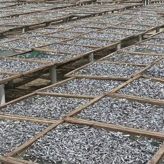 Khô Cá Trích vị nhạt - 1KG - giòn, thơm, Chất Lượng Cao Cấp Xuất Khẩu, Dễ Chế Biến Thành Nhiều Món Ăn Ngon