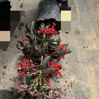 Hoa tươi mỗi ngày_kim ngân lượng