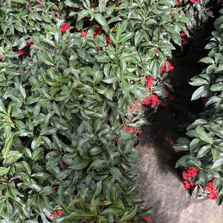 Hoa tươi mỗi ngày_kim ngân lượng