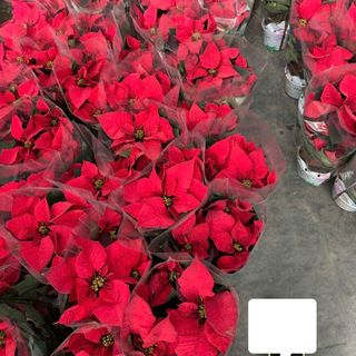 Trạng nguyên size lớn