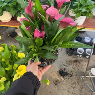 Hoa calla lily