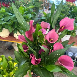Hoa calla lily