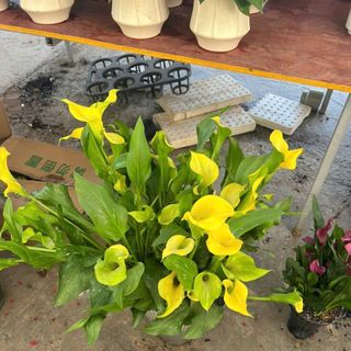 Hoa calla lily