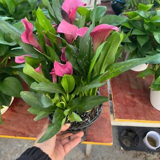 Hoa calla lily