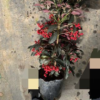 Hoa tươi mỗi ngày_kim ngân lượng