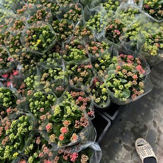 Hoa sống đời_hoa tươi mỗi ngày