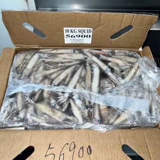 MỰC ỐNG NGUYÊN CON size 10/15 cm/con, 10kg/block ( 30-35 con/kg)