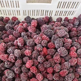 MÂM XÔI ĐEN ĐÔNG LẠNH IQF - Giàu chất chống oxy hóa - Nguyên liệu sản xuất đồ uống, mứt, bánh