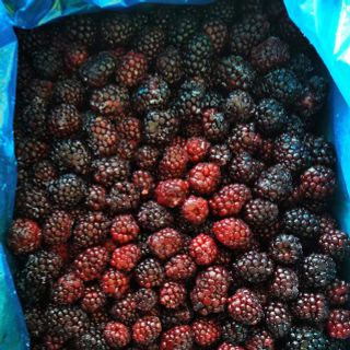 MÂM XÔI ĐEN ĐÔNG LẠNH IQF - Giàu chất chống oxy hóa - Nguyên liệu sản xuất đồ uống, mứt, bánh