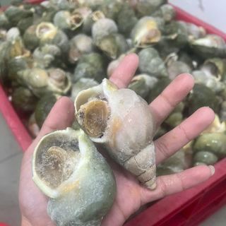 Ốc BULOT sạch không cát 10-20con kg (giao tphcm) bịch 1kg y hình