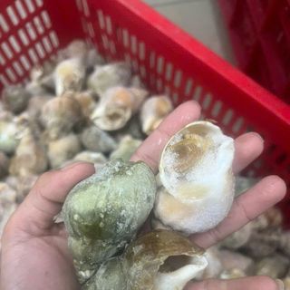 Ốc BULOT sạch không cát 10-20con kg (giao tphcm) bịch 1kg y hình