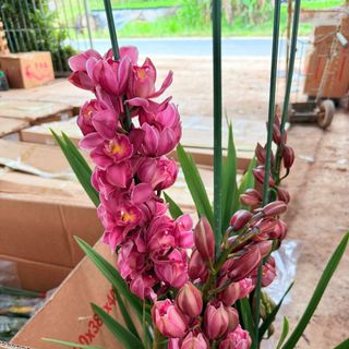 Hoa địa lan hồng đậm