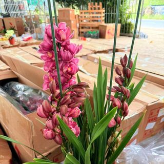 Hoa địa lan hồng đậm