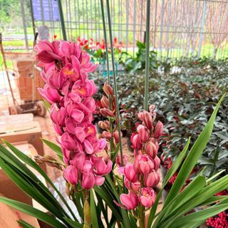 Hoa địa lan hồng đậm