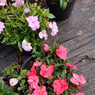 Hoa ngọc thảo size lớn