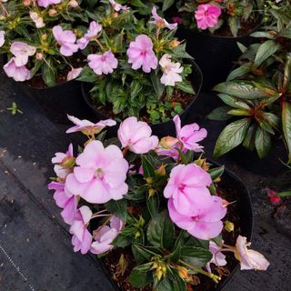 Hoa ngọc thảo size lớn