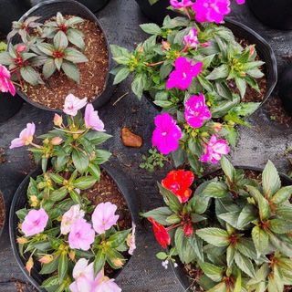 Hoa ngọc thảo size lớn