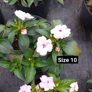 Hoa ngọc thảo size lớn