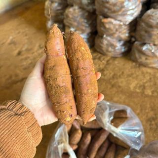 Khoai lang mật tnung