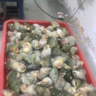 Ốc Bulot Pháp hàng công ty size 10-20 con 1kg (giao tphcm
