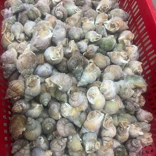 Ốc Bulot Pháp hàng công ty size 10-20 con 1kg (giao tphcm