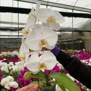 Hoa lan trắng