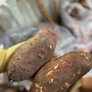 Khoai lang mật cồ