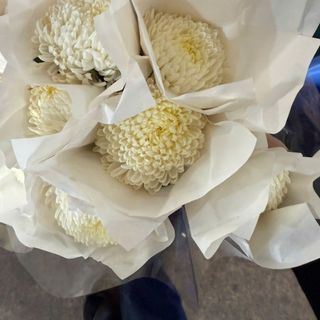 Cúc mẫu đơn trắng