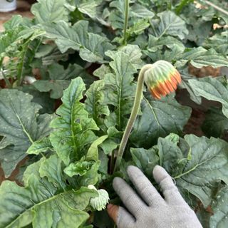 Hoa đồng tiền cao