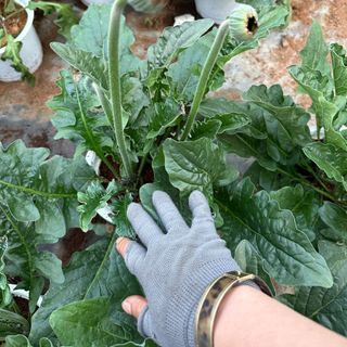 Hoa đồng tiền cao