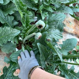 Hoa đồng tiền cao