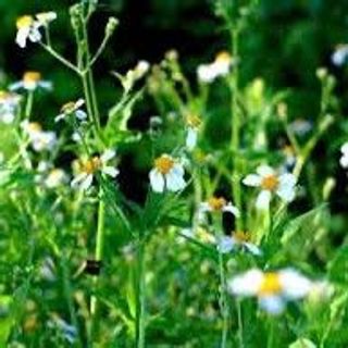 MẬT ONG HOA CỎ KIM (XUYẾN CHI) - Chai 1000ml