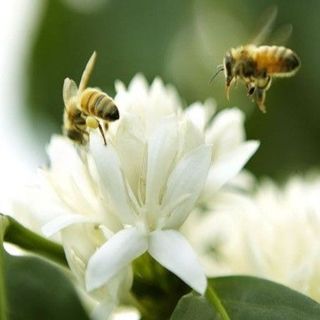 MẬT ONG HOA CÀ PHÊ – NGỌT THANH TỪ MÙA HOA TÂY NGUYÊN - Chai 1000 ml