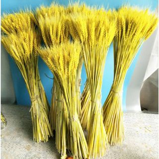 BÓ BÔNG LÚA KHÔ DERCO TRANG